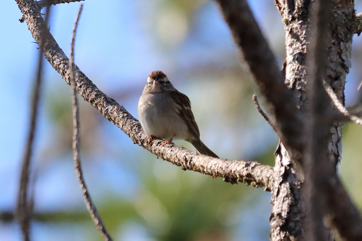Chipping Sparrow - ML129716251