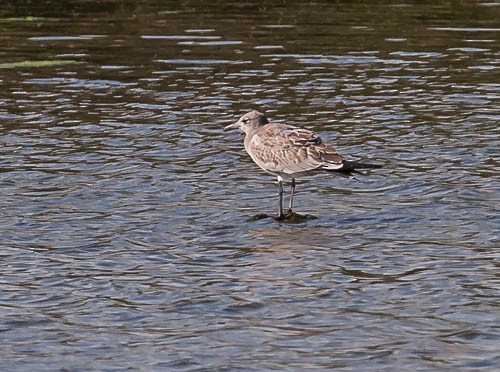 Laughing Gull - ML129717171