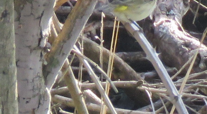 Palm Warbler - ML129718141
