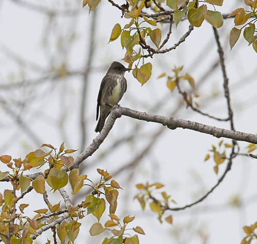 Olive-sided Flycatcher - ML129718151