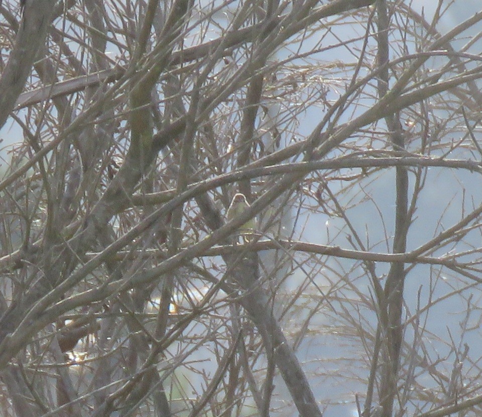 Palm Warbler - ML129718161