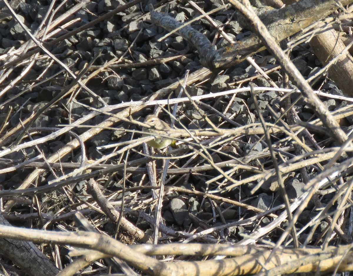Palm Warbler - ML129718251