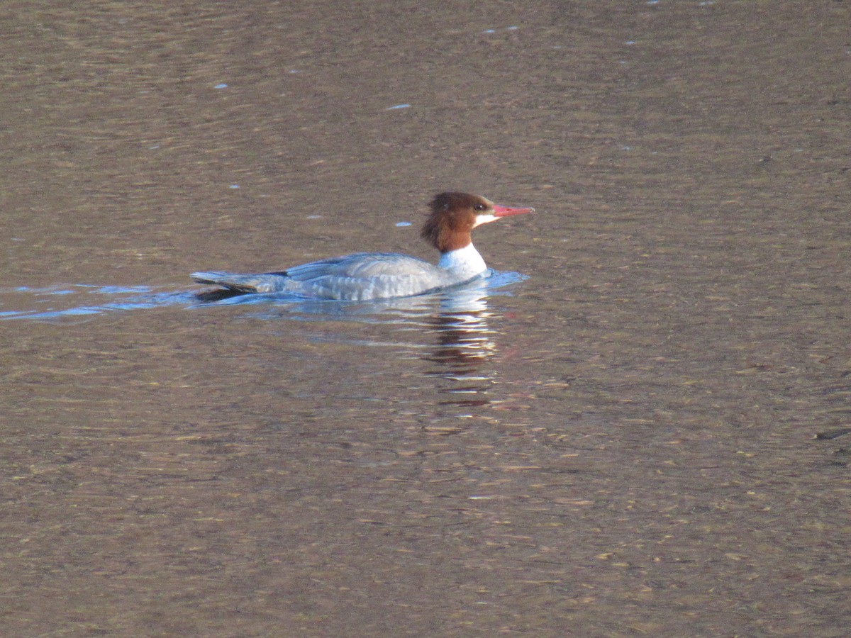 Common Merganser - ML129719321