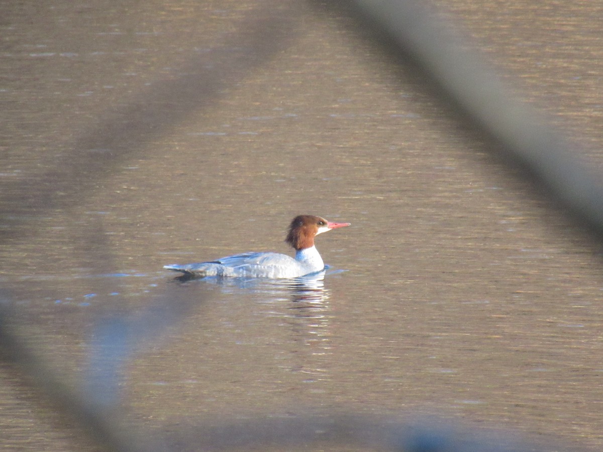 Common Merganser - ML129719331