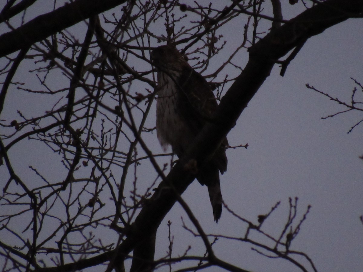 Cooper's Hawk - John Coyle