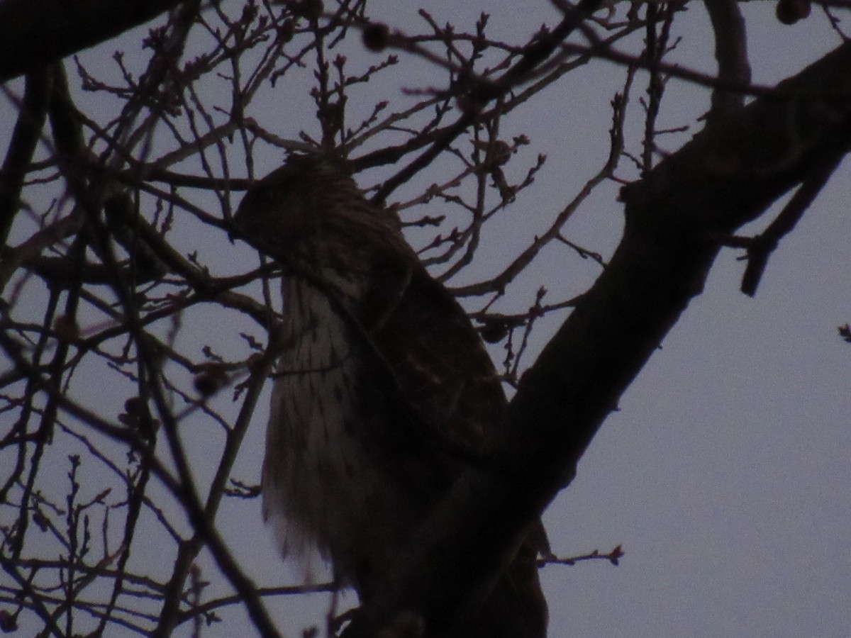 Cooper's Hawk - ML129719421