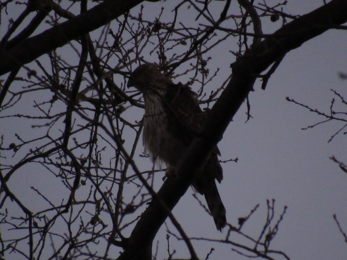 Cooper's Hawk - ML129719431