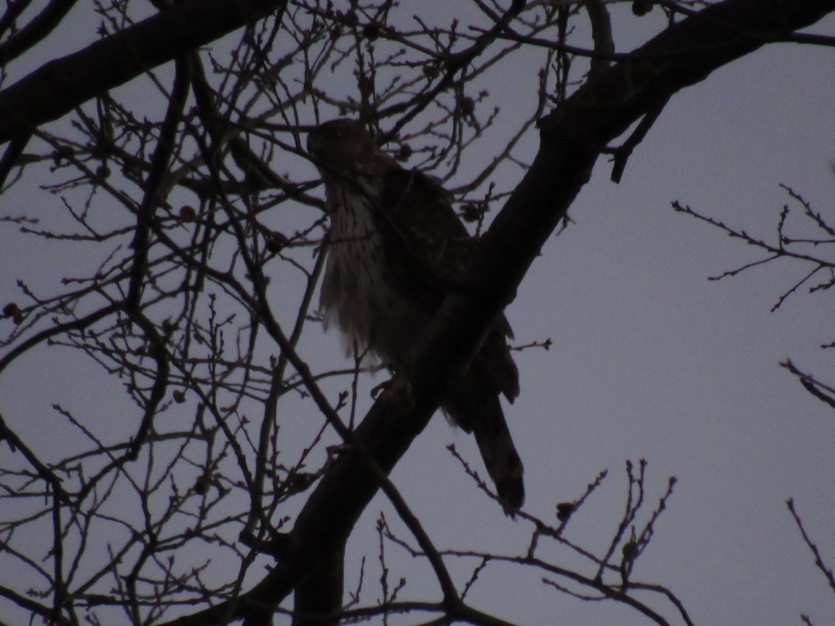 Cooper's Hawk - John Coyle