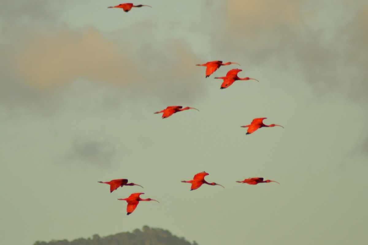 Scarlet Ibis - ML129721801