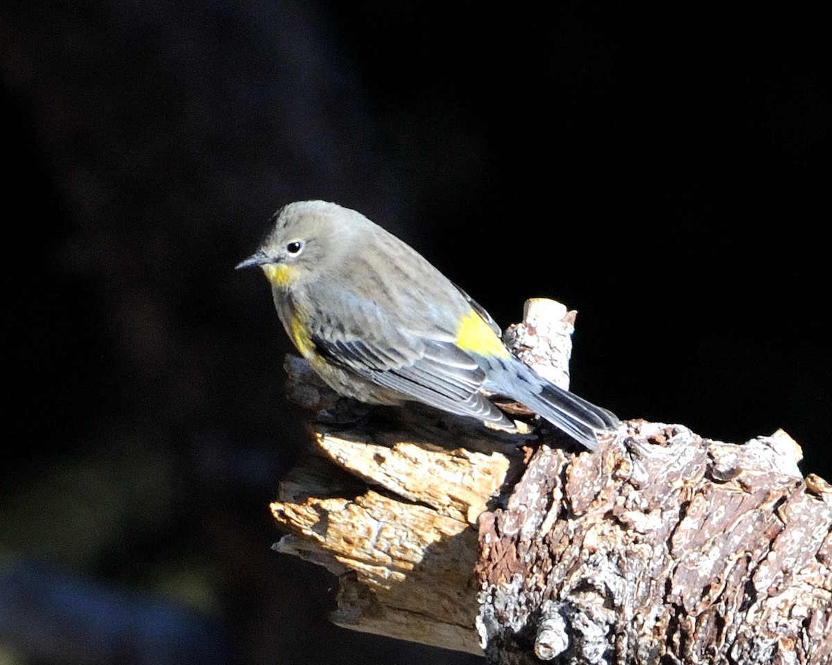 Yellow-rumped Warbler - LeRoy  Dorman