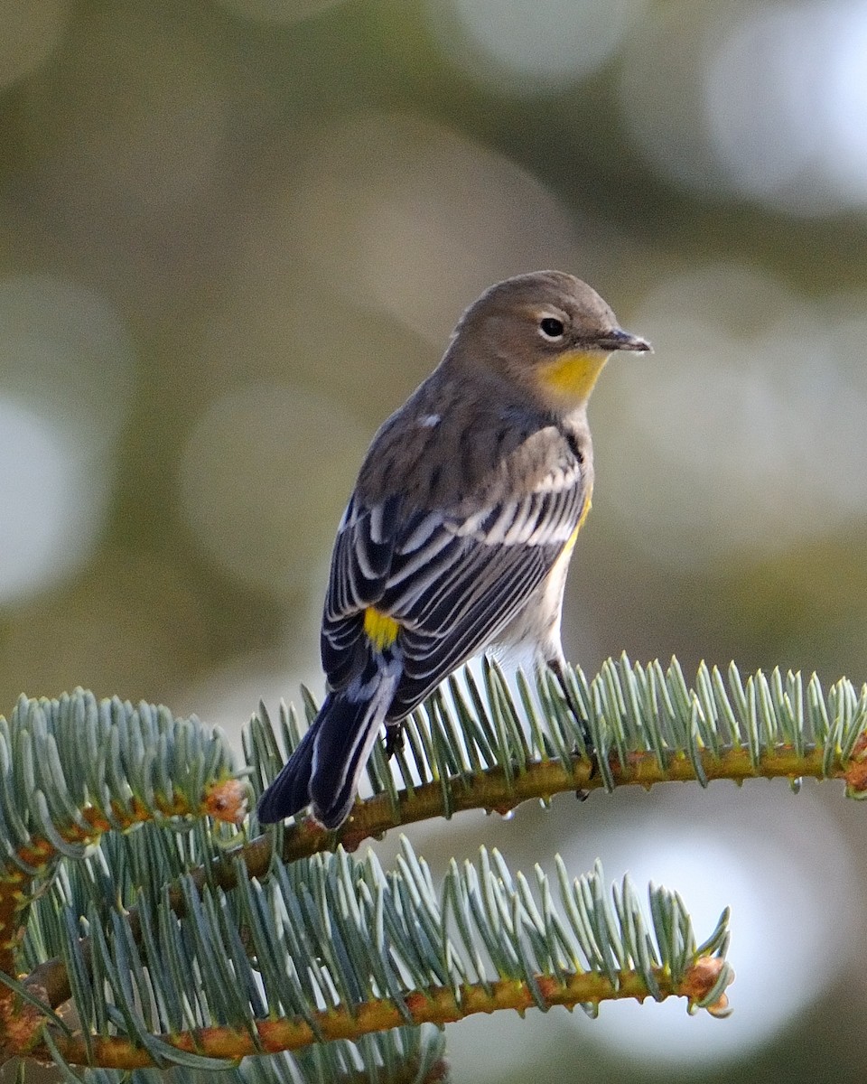 Yellow-rumped Warbler - ML129723361