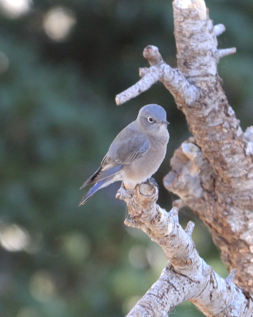 Mountain Bluebird - ML129723371