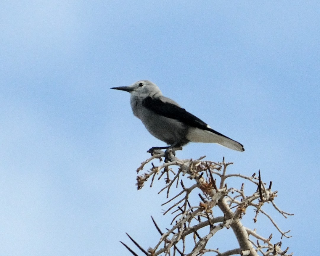 Clark's Nutcracker - ML129723381