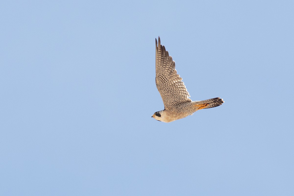 Peregrine Falcon - ML129725591