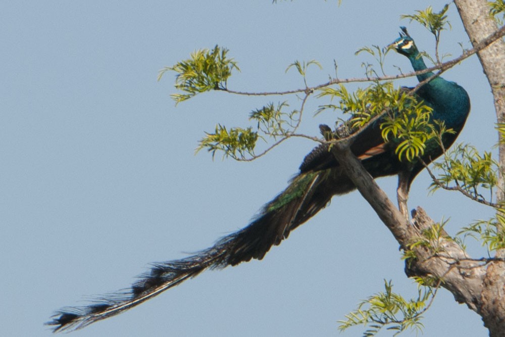 Indian Peafowl - ML129726011