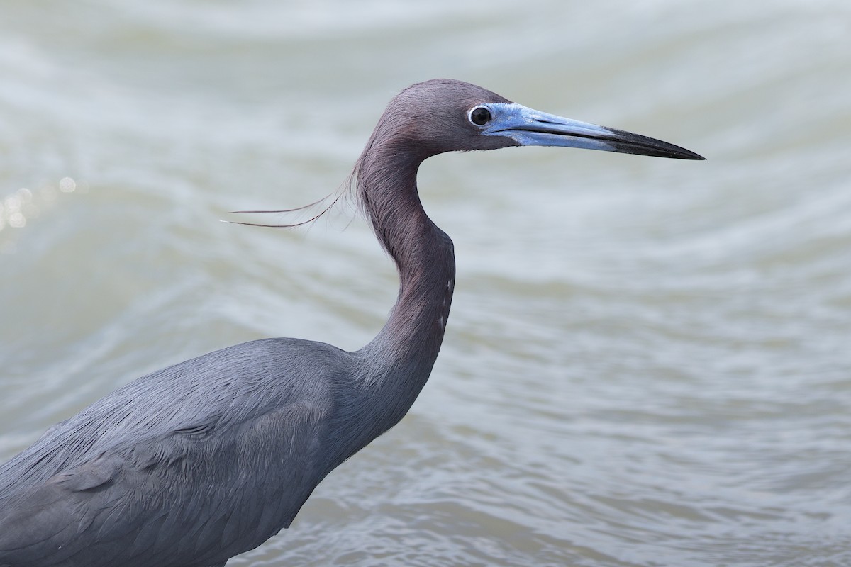 Little Blue Heron - ML129726231