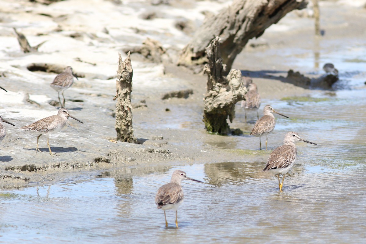 Greater Yellowlegs - ML129728181