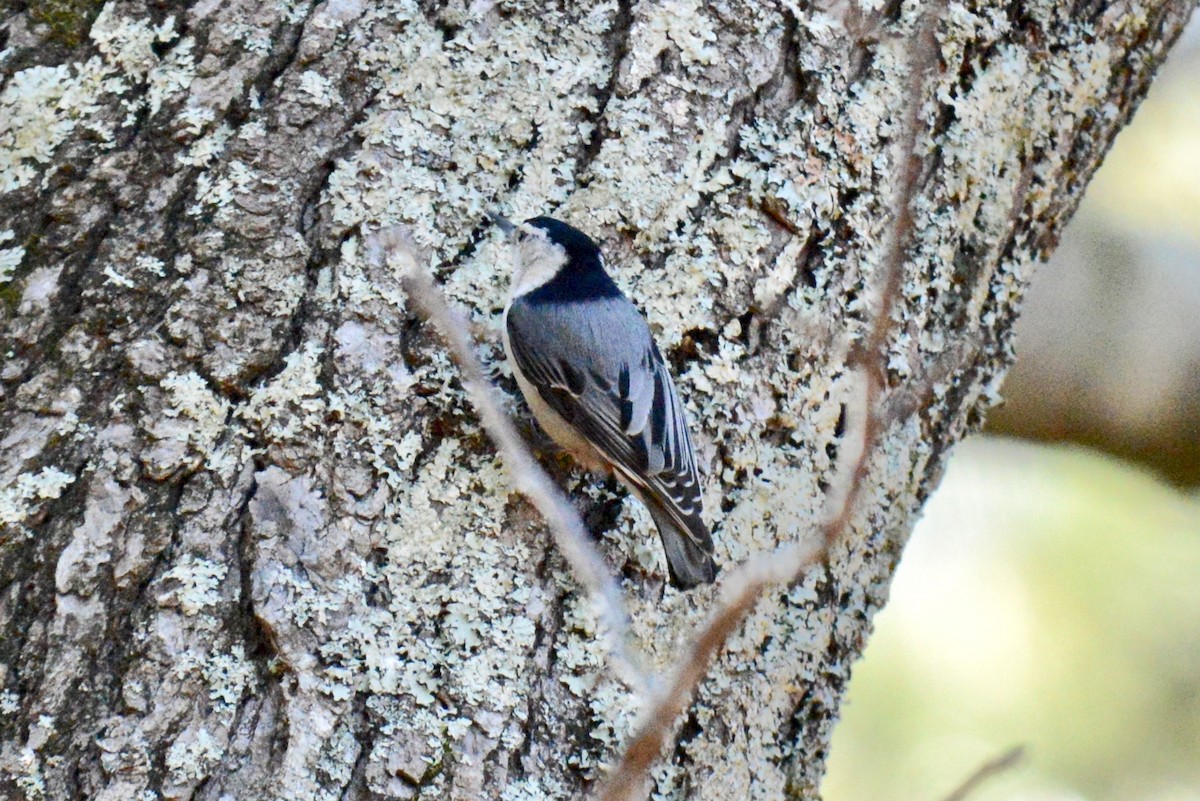 White-breasted Nuthatch - ML129729331