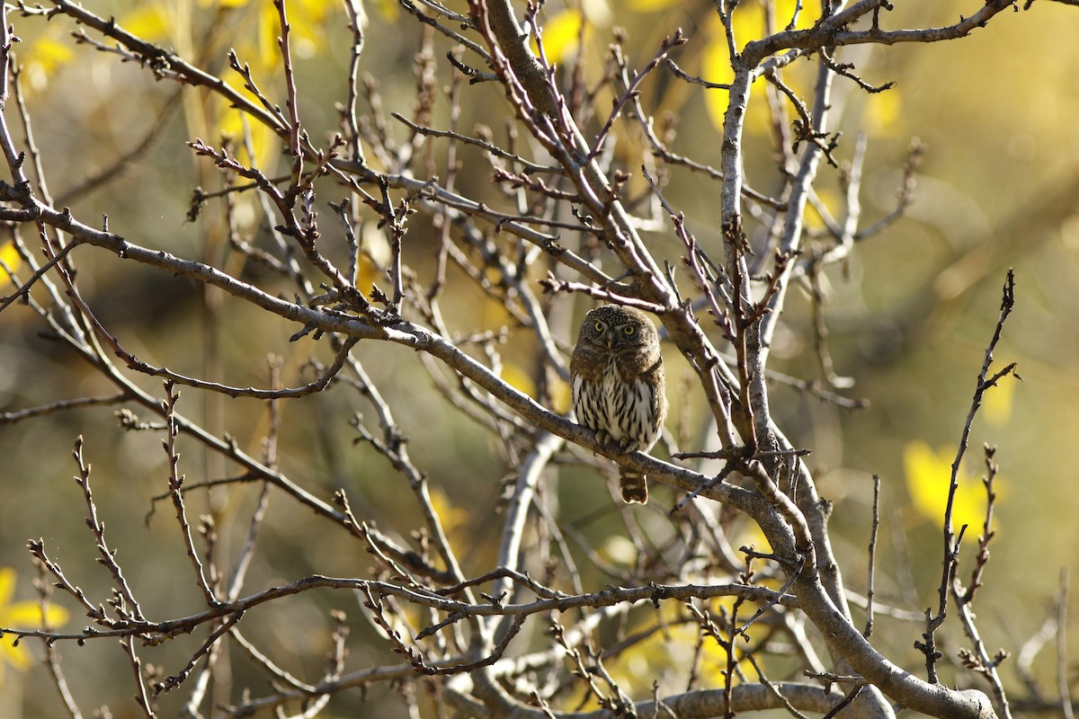 Northern Pygmy-Owl - ML129729891