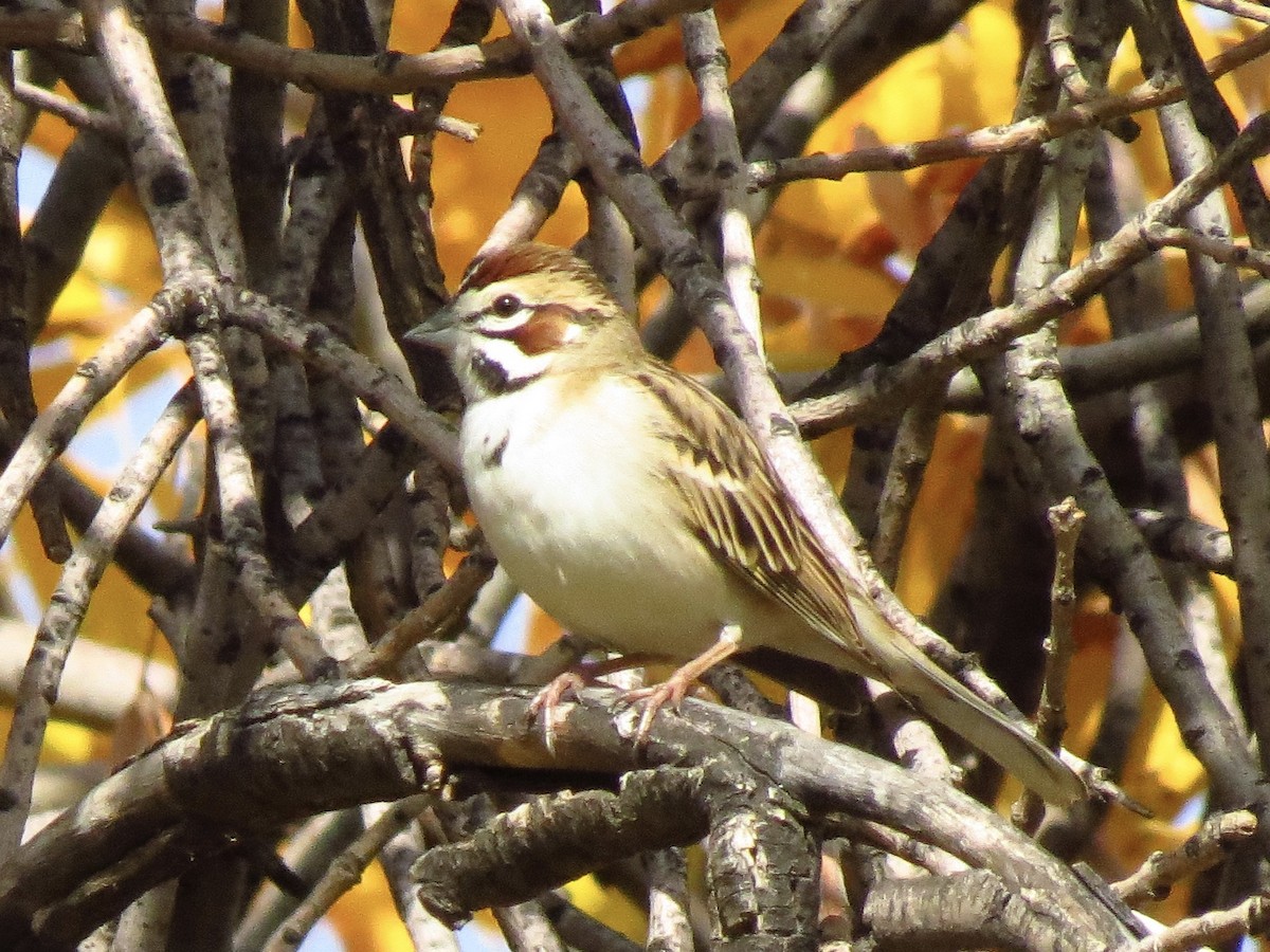 Lark Sparrow - ML129732091