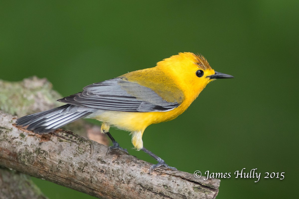 Prothonotary Warbler - Jim Hully