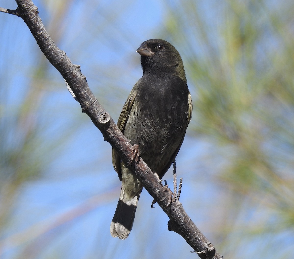 Black-faced Grassquit - Erika Gates