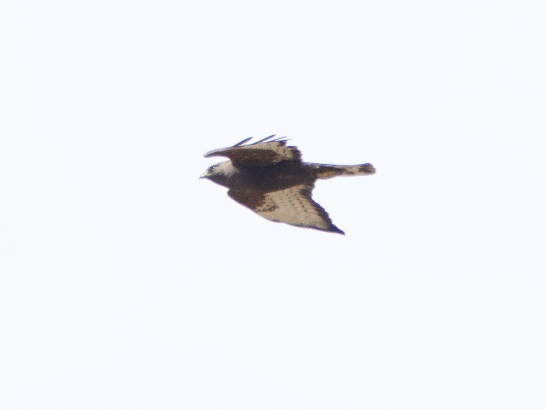 Broad-winged Hawk - ML129735801