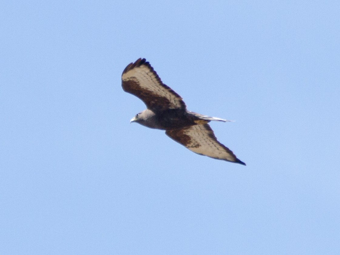 Broad-winged Hawk - ML129735811