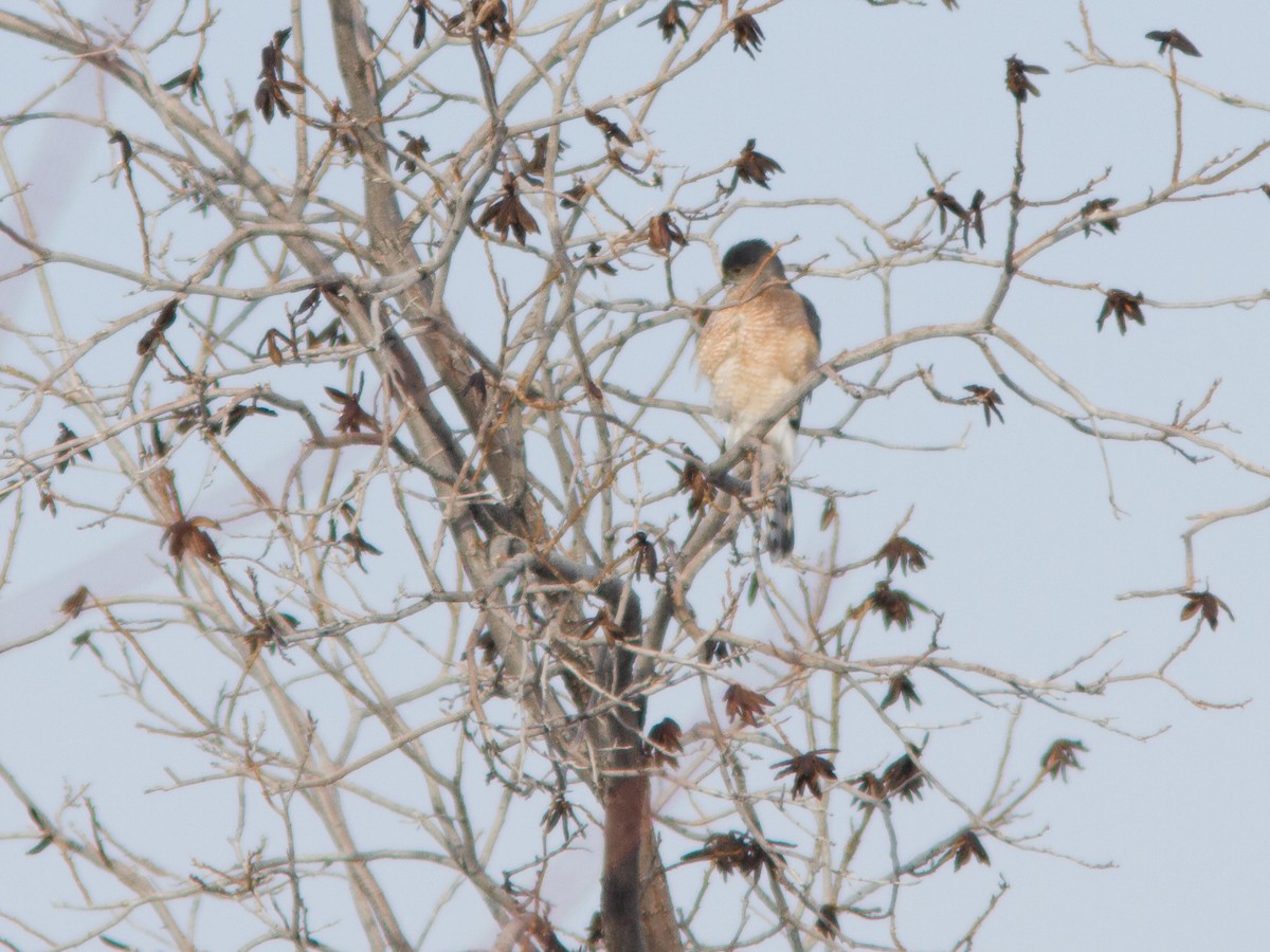 Cooper's Hawk - ML129736561
