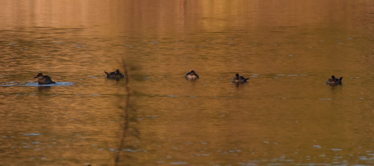 Ruddy Duck - Chris Rohrer