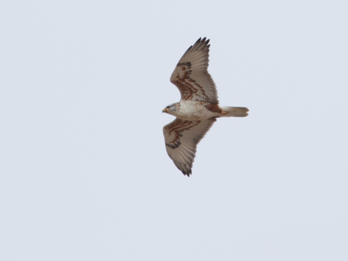 Ferruginous Hawk - ML129736931