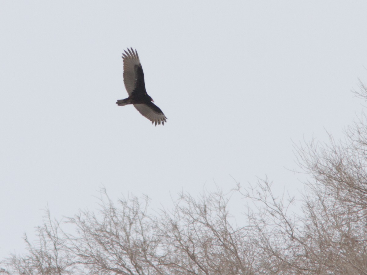 Turkey Vulture - ML129737211