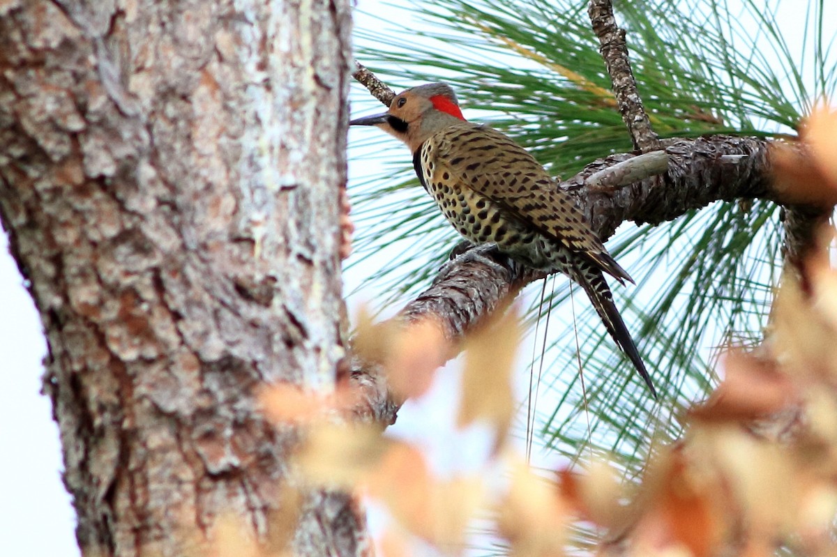 Northern Flicker - ML129737851