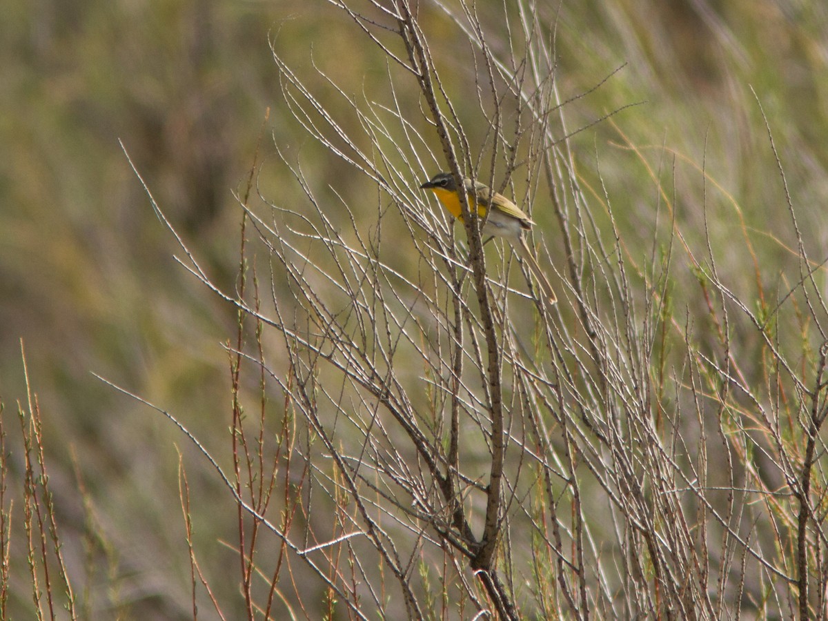 Yellow-breasted Chat - ML129738211