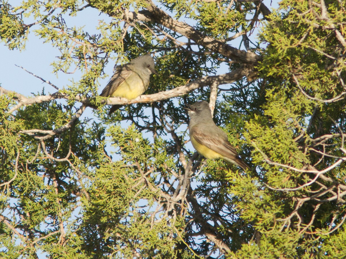 Cassin's Kingbird - Neil Paprocki