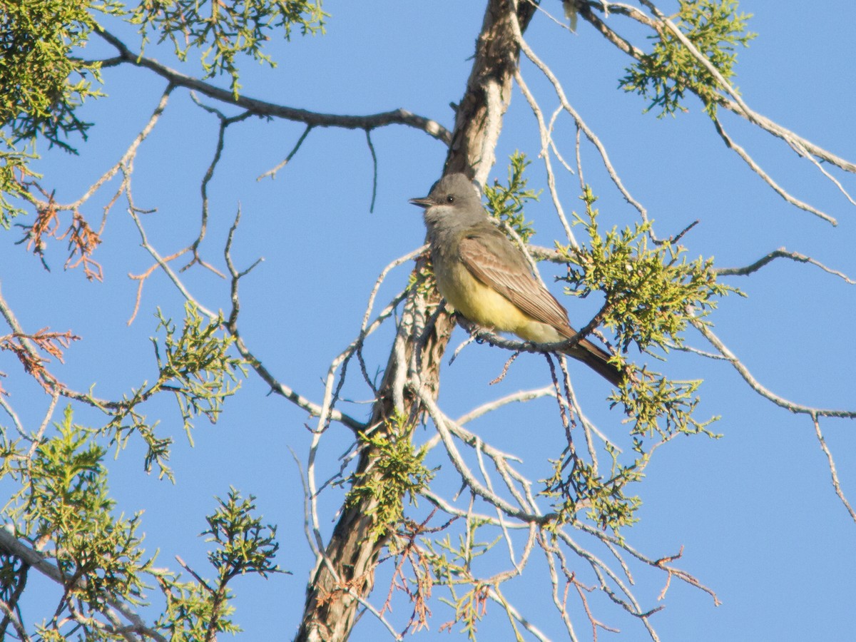 Cassin's Kingbird - ML129738231