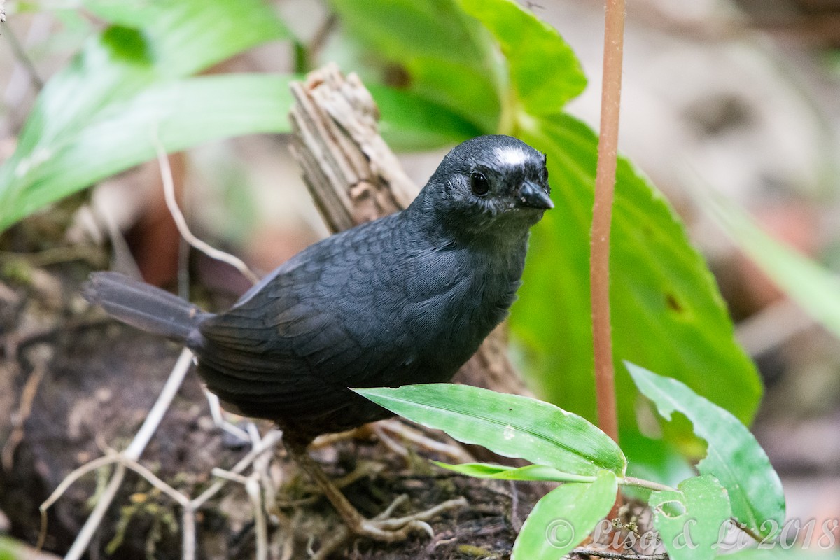 Santa Marta Tapaculo - ML129739081