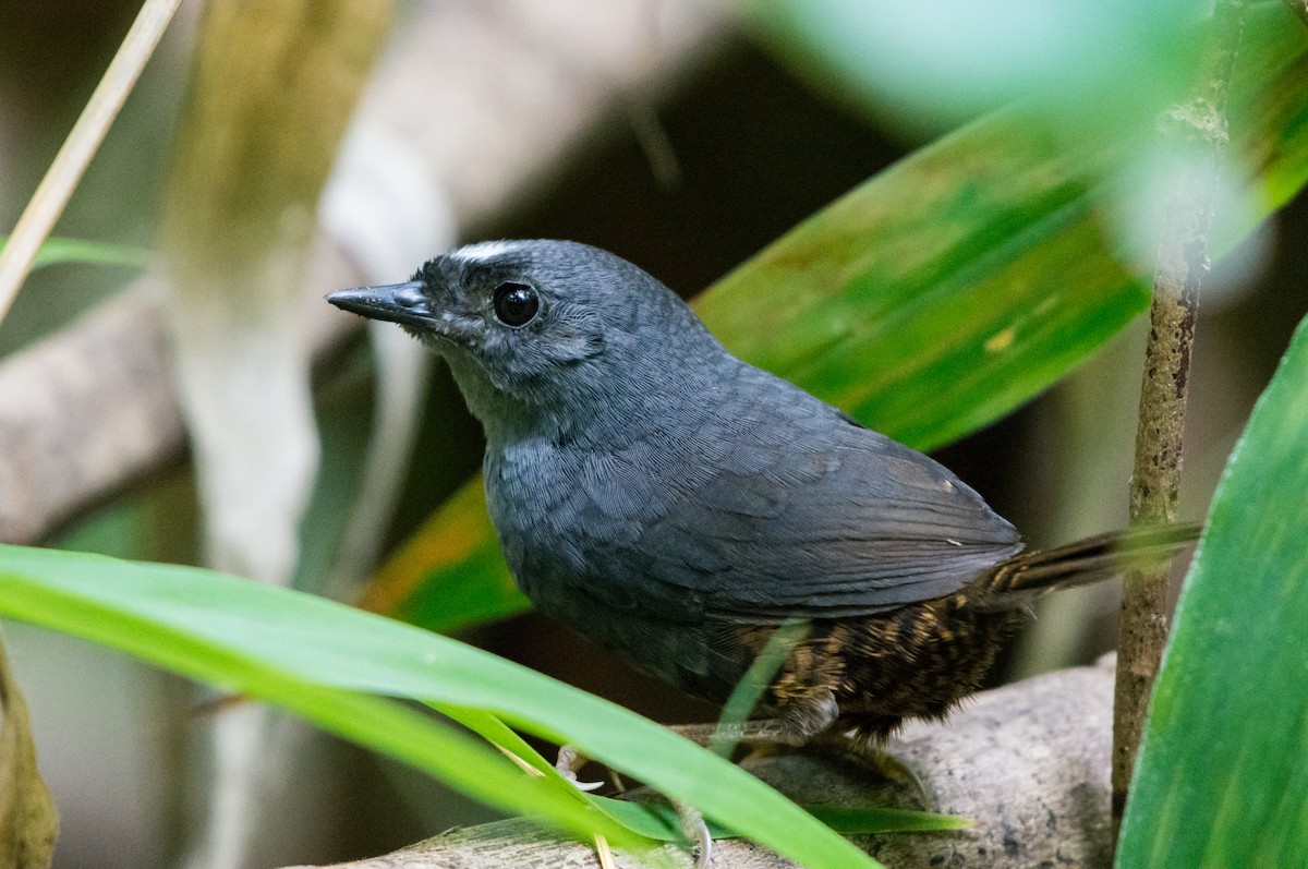 Santa Marta Tapaculo - ML129739091