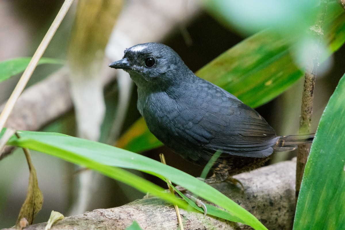 Santa-Marta-Tapaculo - ML129739101