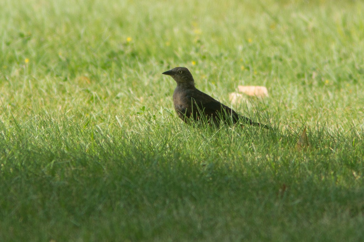 Common Grackle - ML129739241