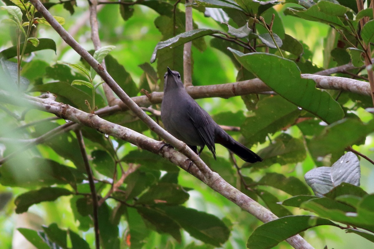 Gray Catbird - ML129739981