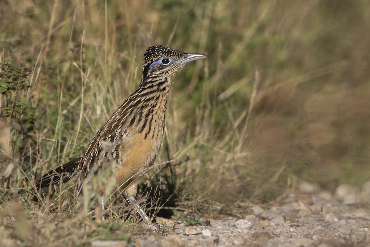 Correcaminos Chico - ML129740711