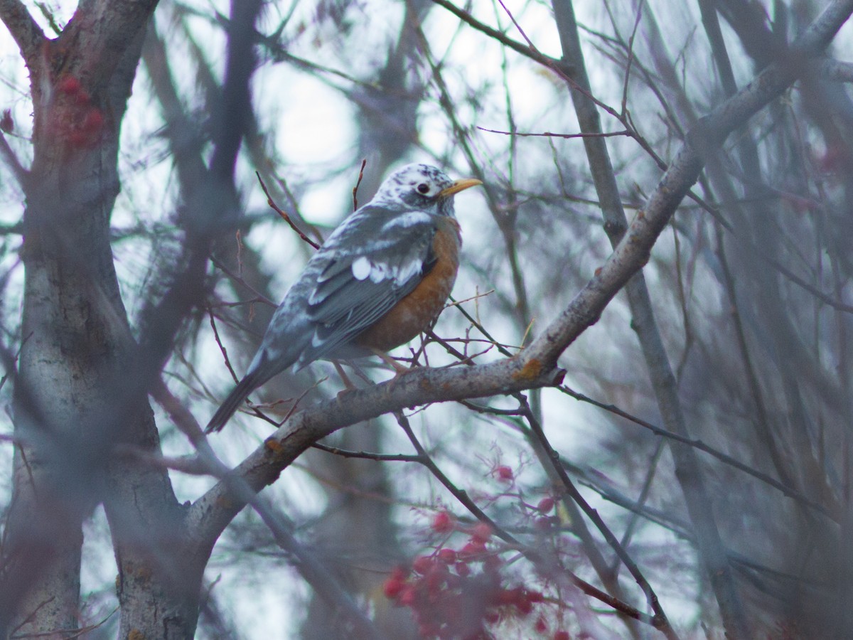 American Robin - ML129740731