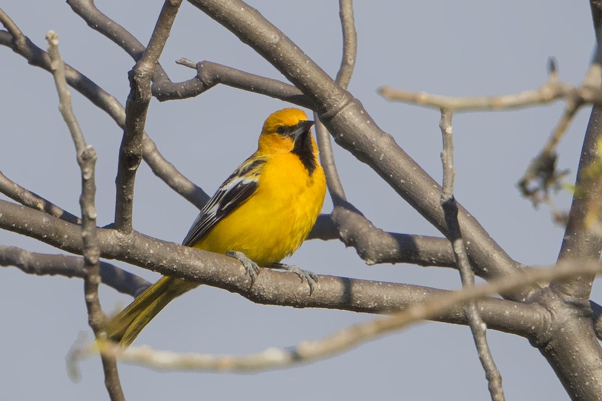 Streak-backed Oriole (West Mexican) - ML129740761