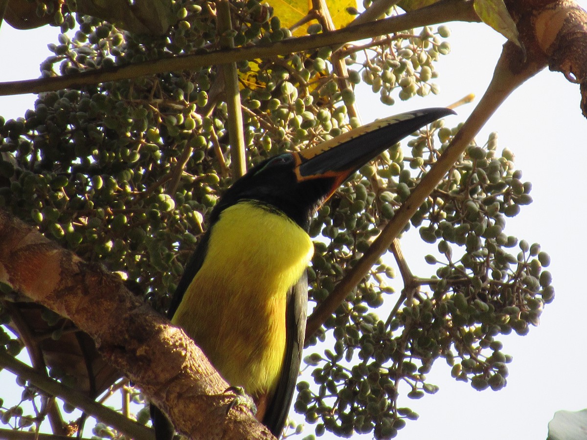 Lettered Aracari - ML129741061