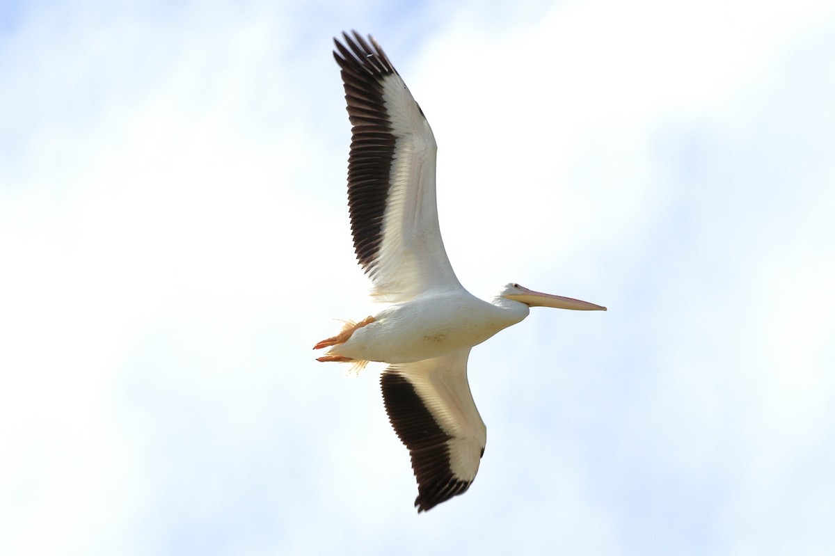 American White Pelican - ML129743671