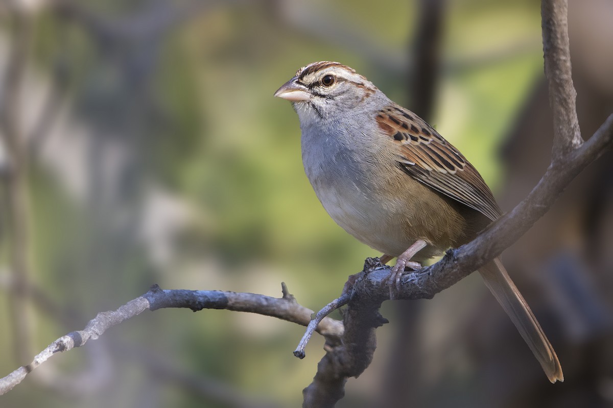 Cinnamon-tailed Sparrow - Bradley Hacker 🦜