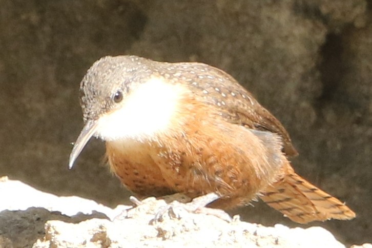 Canyon Wren - ML129744281