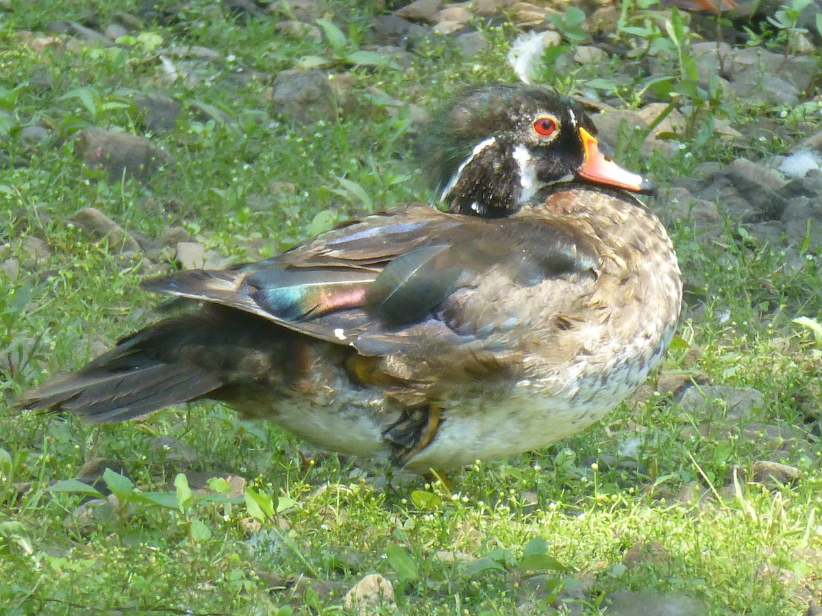 Wood Duck - Nathan Dubrow