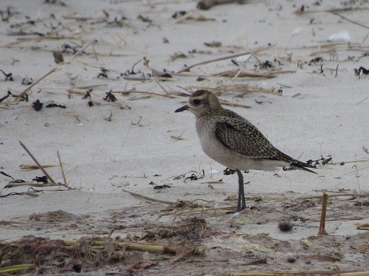 American Golden-Plover - ML129747981